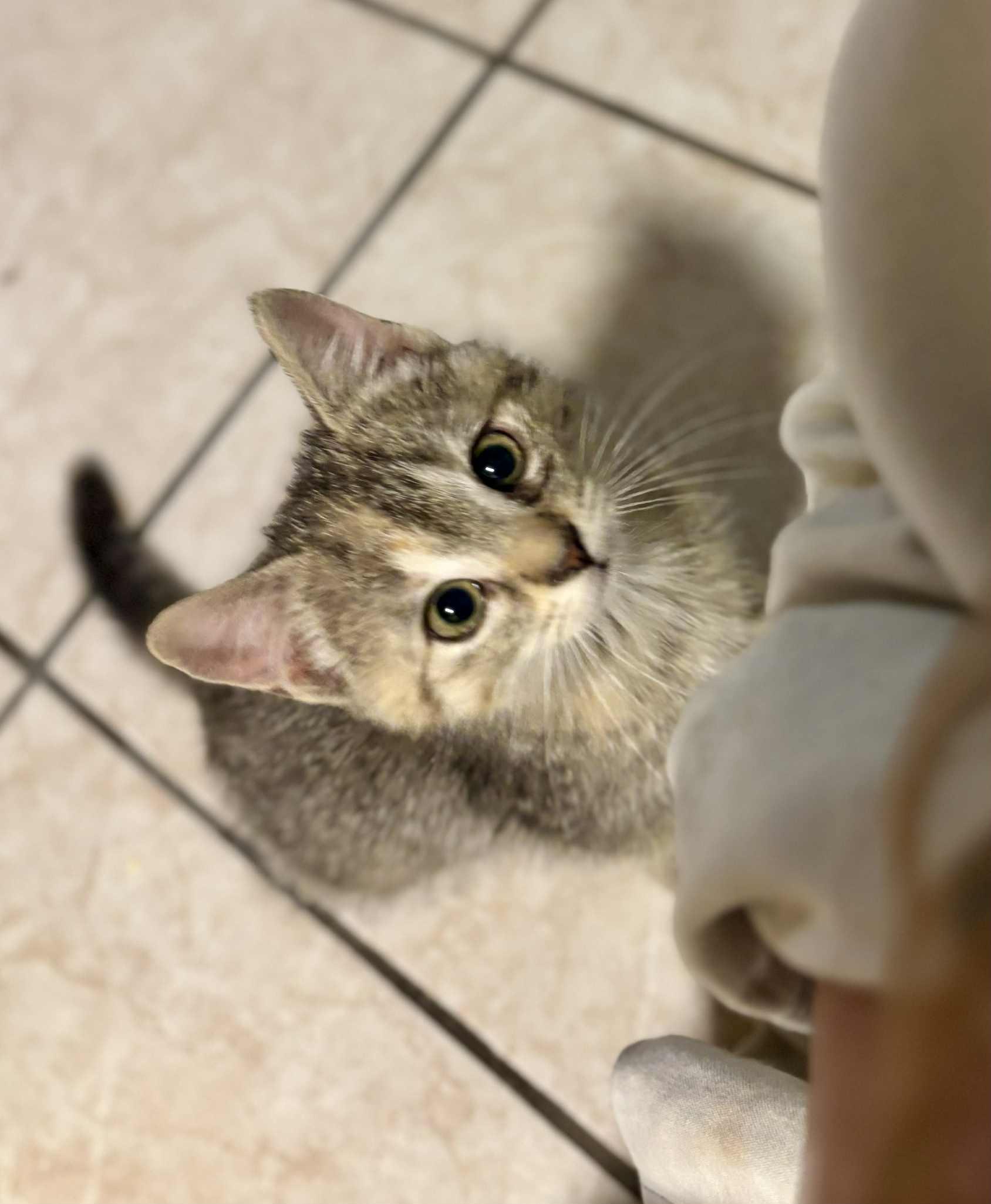 Enlarge Montana, an adopted Domestic Short Hair in Shakespeare, ON image 6/6