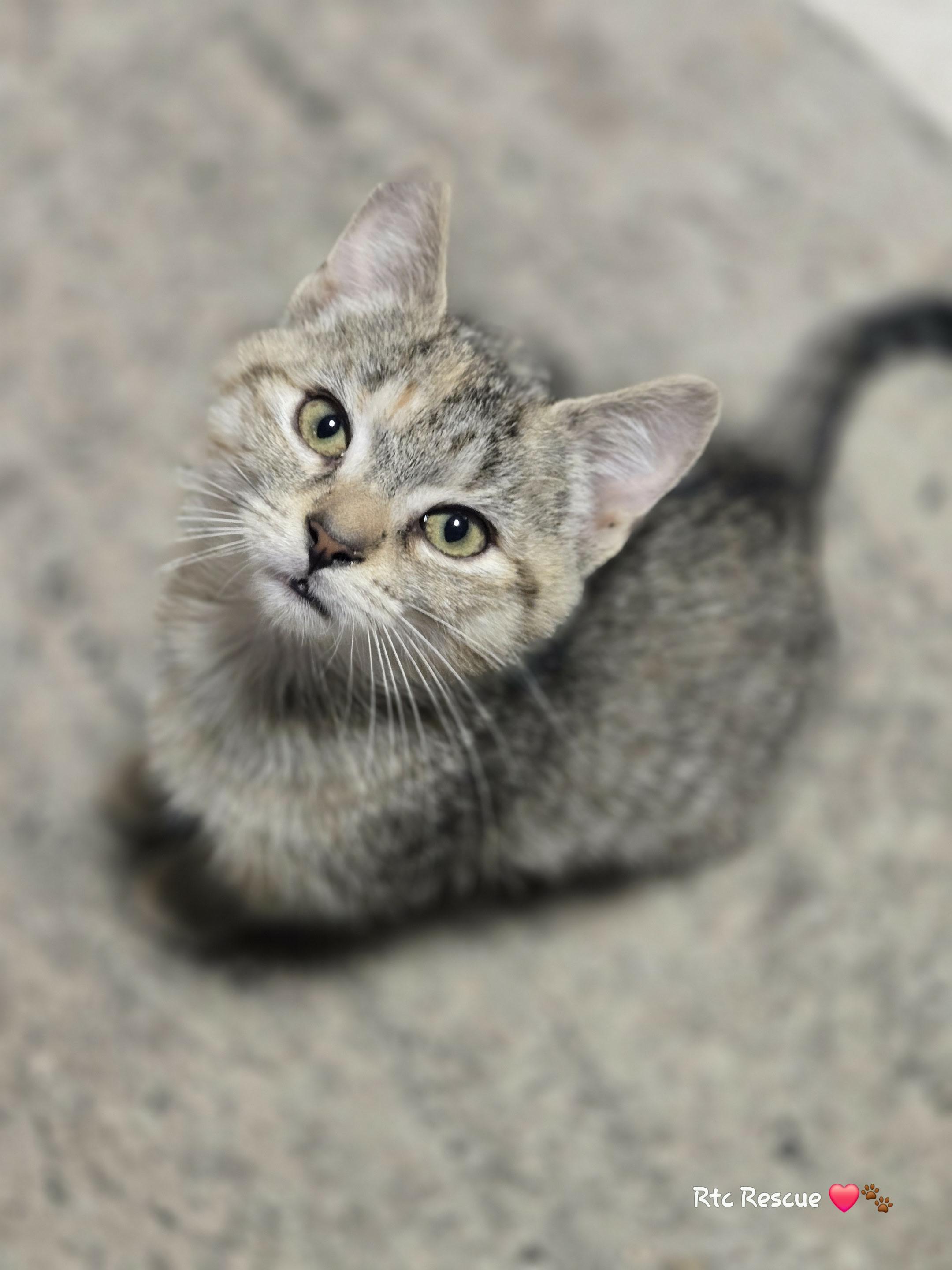 Enlarge Montana, an adopted Domestic Short Hair in Shakespeare, ON image 2/6