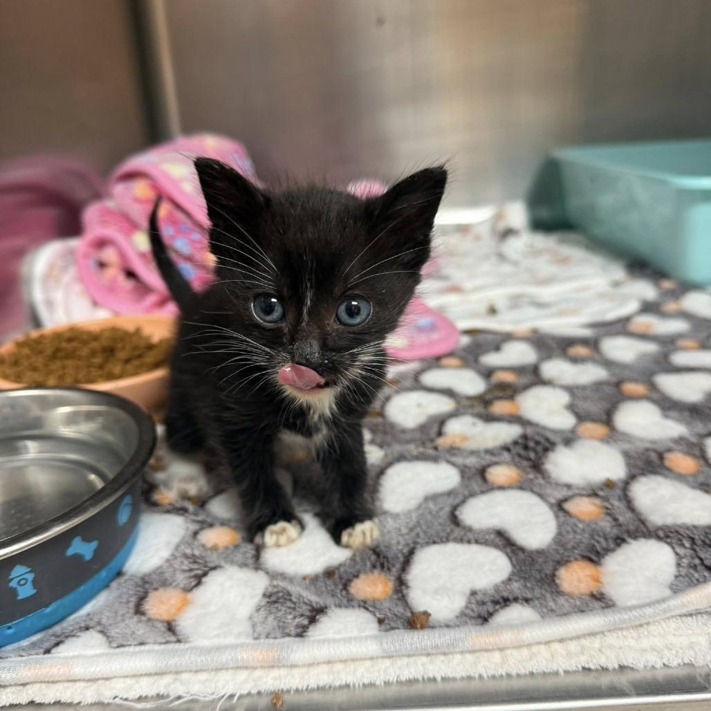 Licorice, Adoptable, Kitten Male Domestic Short Hair.