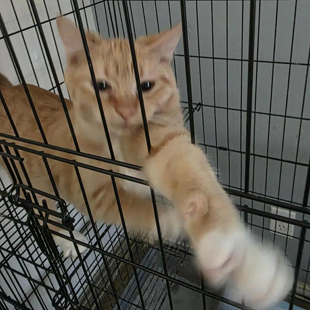 Enlarge Fanta, a Adoptable Domestic Short Hair in SAN ANTONIO, TX image 1/1