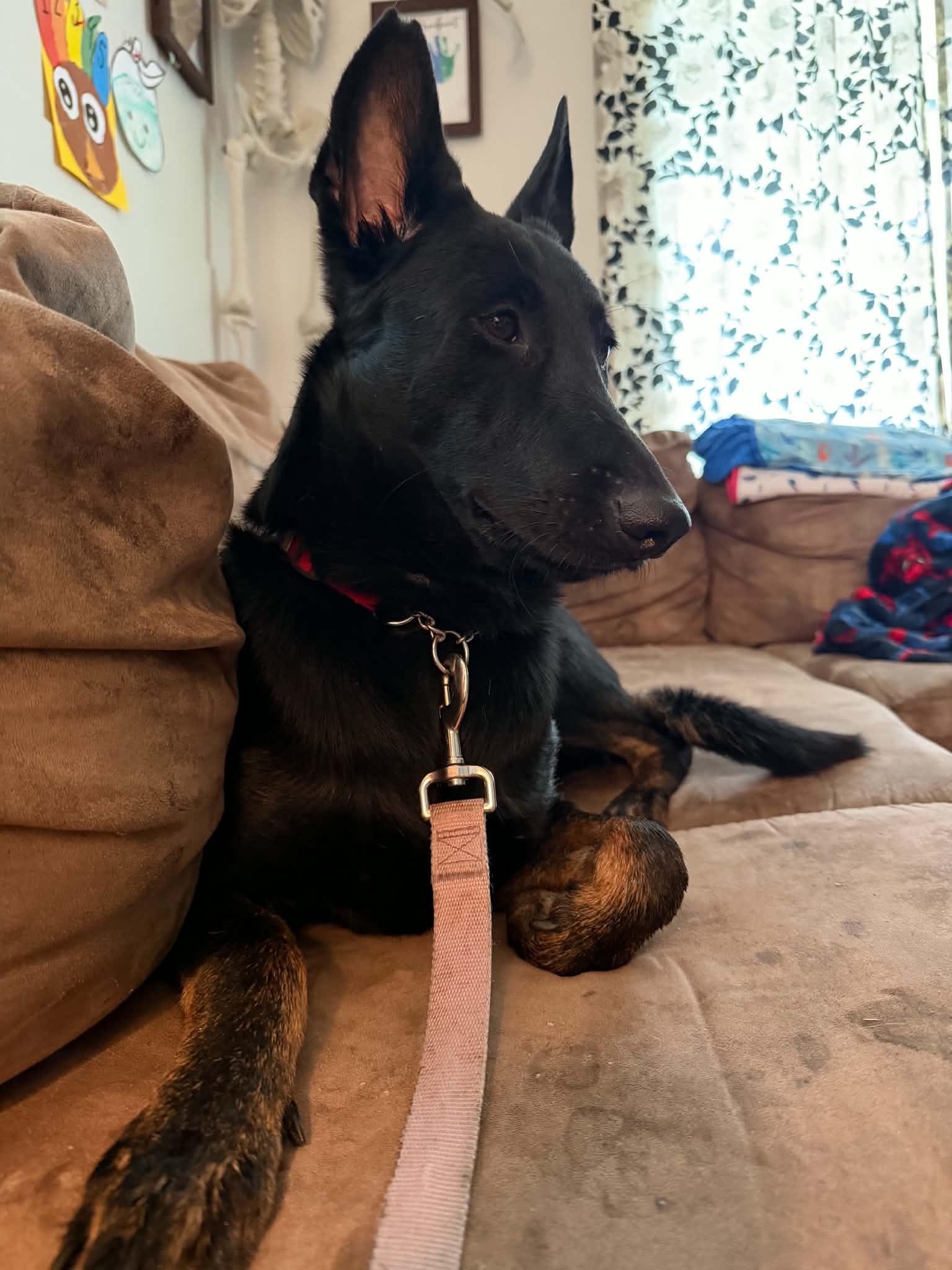 Vanity, ADOPTABLE, Young Female Belgian Shepherd / Malinois & German Shepherd Dog.