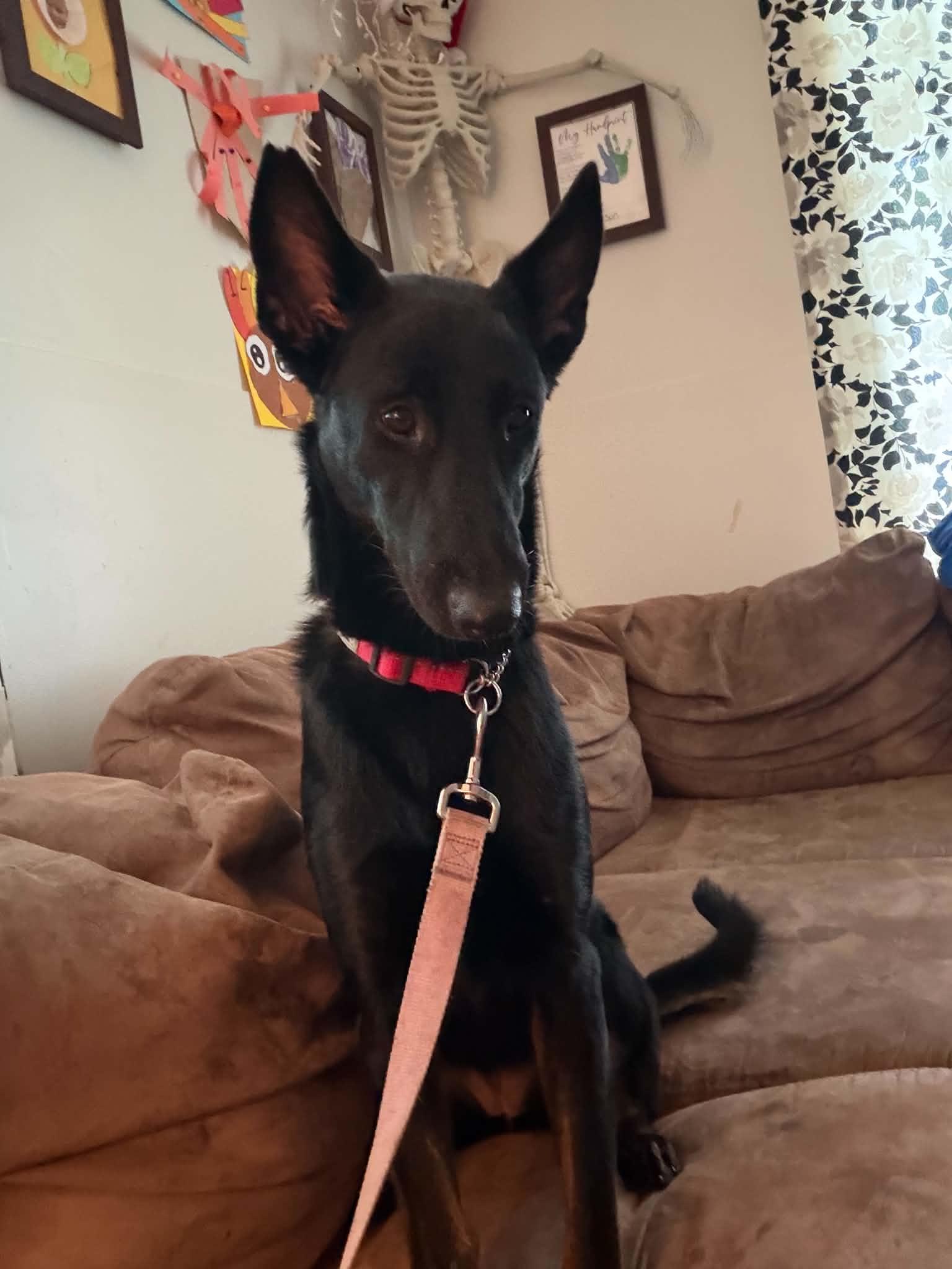 Vanity, a ADOPTABLE mixed breed in Chelsea, VT image 5/5