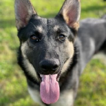TESSA, Adoptable, Young Female German Shepherd Dog.