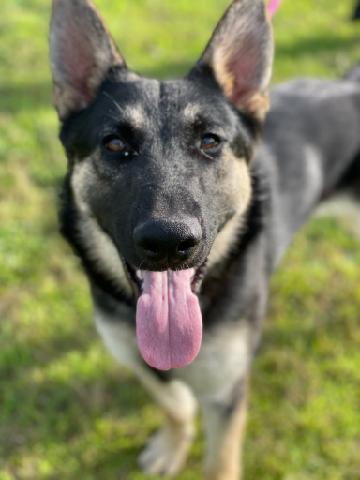 TESSA, a Adoptable German Shepherd Dog in Belmont, NY image 2/2