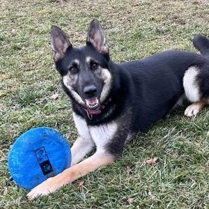 Enlarge TESSA, a Adoptable German Shepherd Dog in Belmont, NY image 2/5