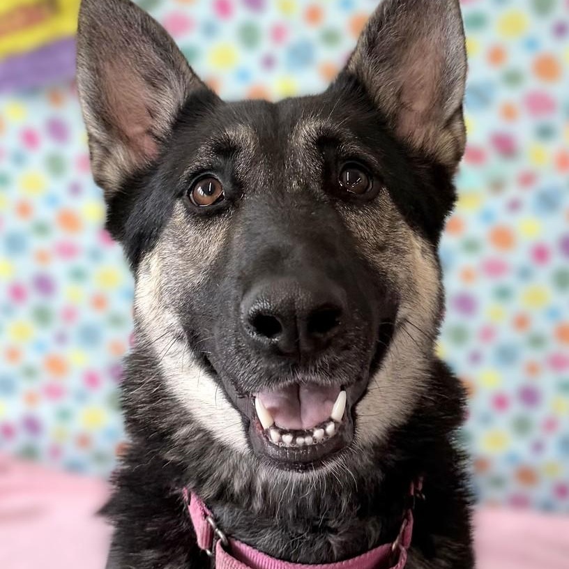 TESSA, Adoptable, Young Female German Shepherd Dog.