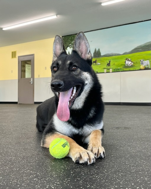 TESSA, Adoptable, Young Female German Shepherd Dog.