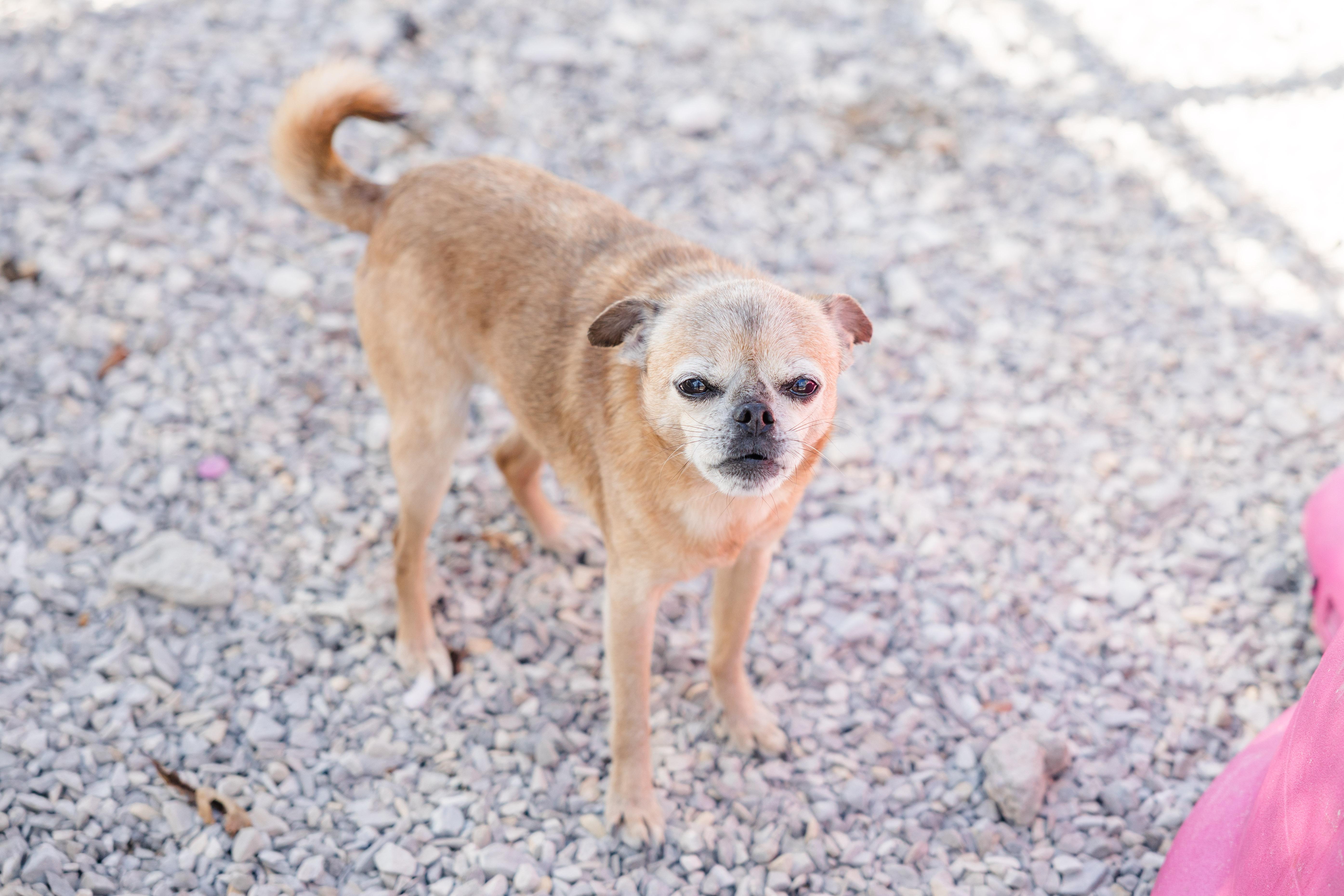 Enlarge Sampson, a ADOPTABLE mixed breed in Newburgh, IN image 1/2