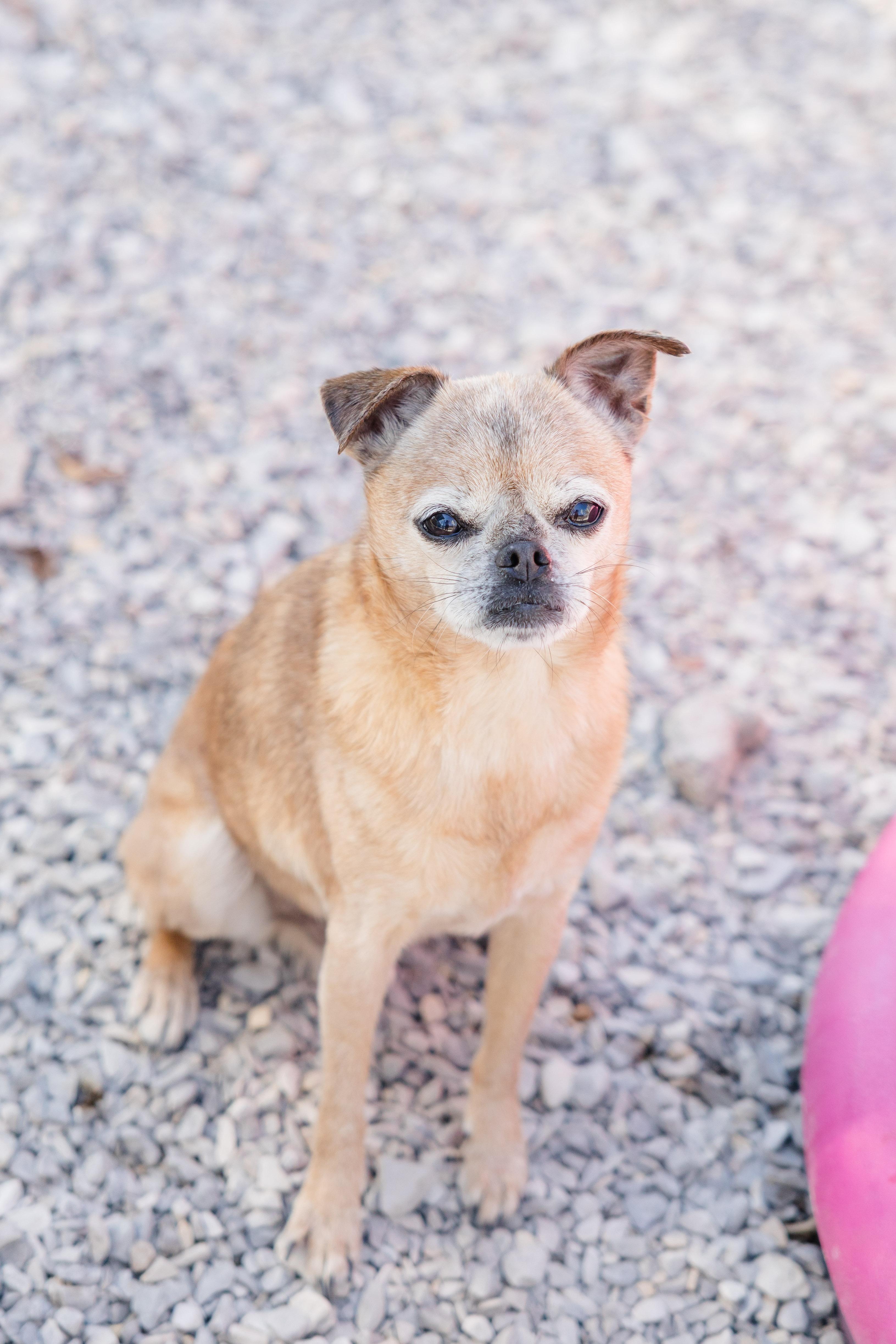 Enlarge Sampson, a ADOPTABLE mixed breed in Newburgh, IN image 2/2