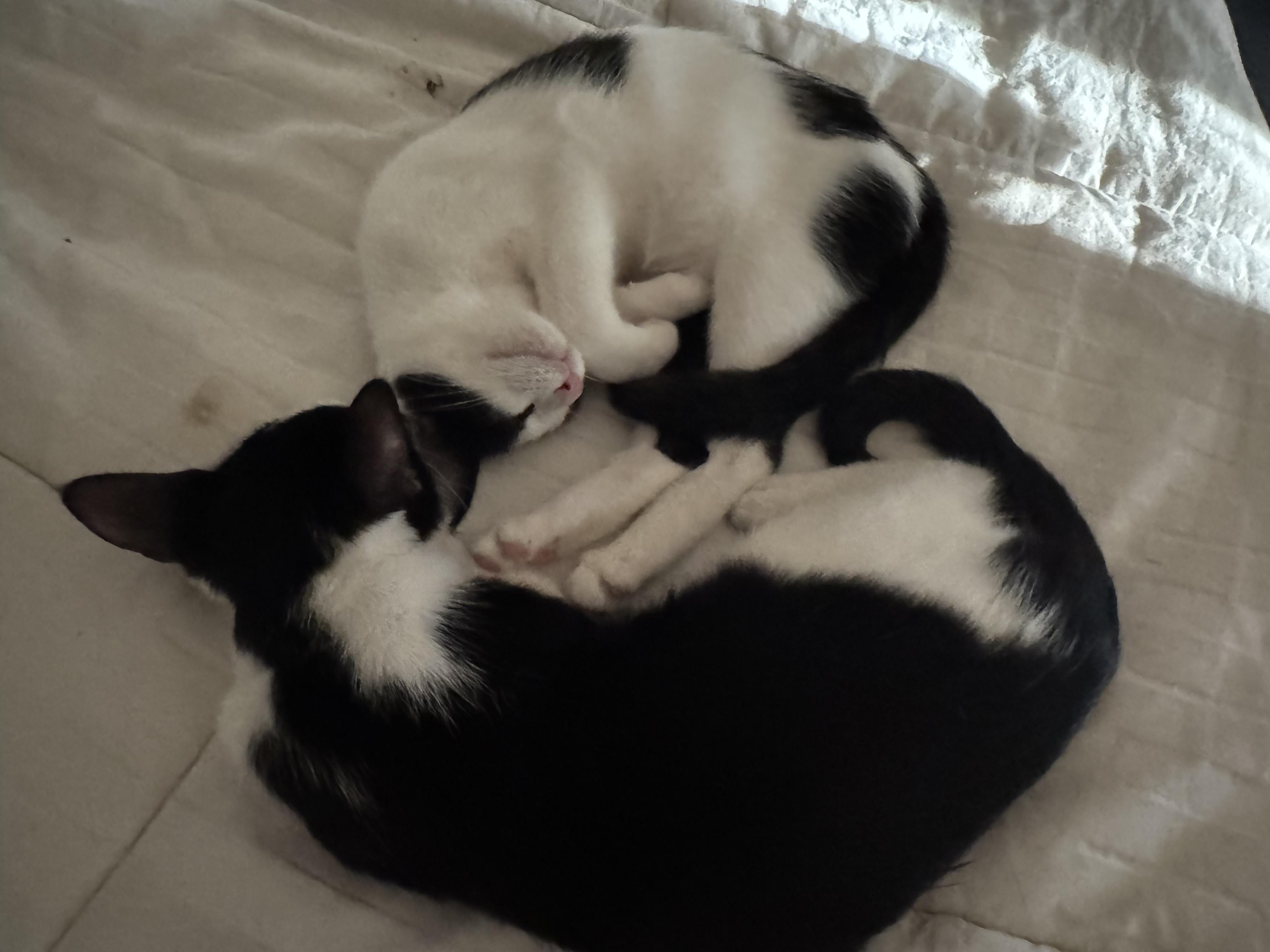 Enlarge Sushi & Wasabi, a Adoptable Domestic Short Hair in Springfield, VA image 4/5