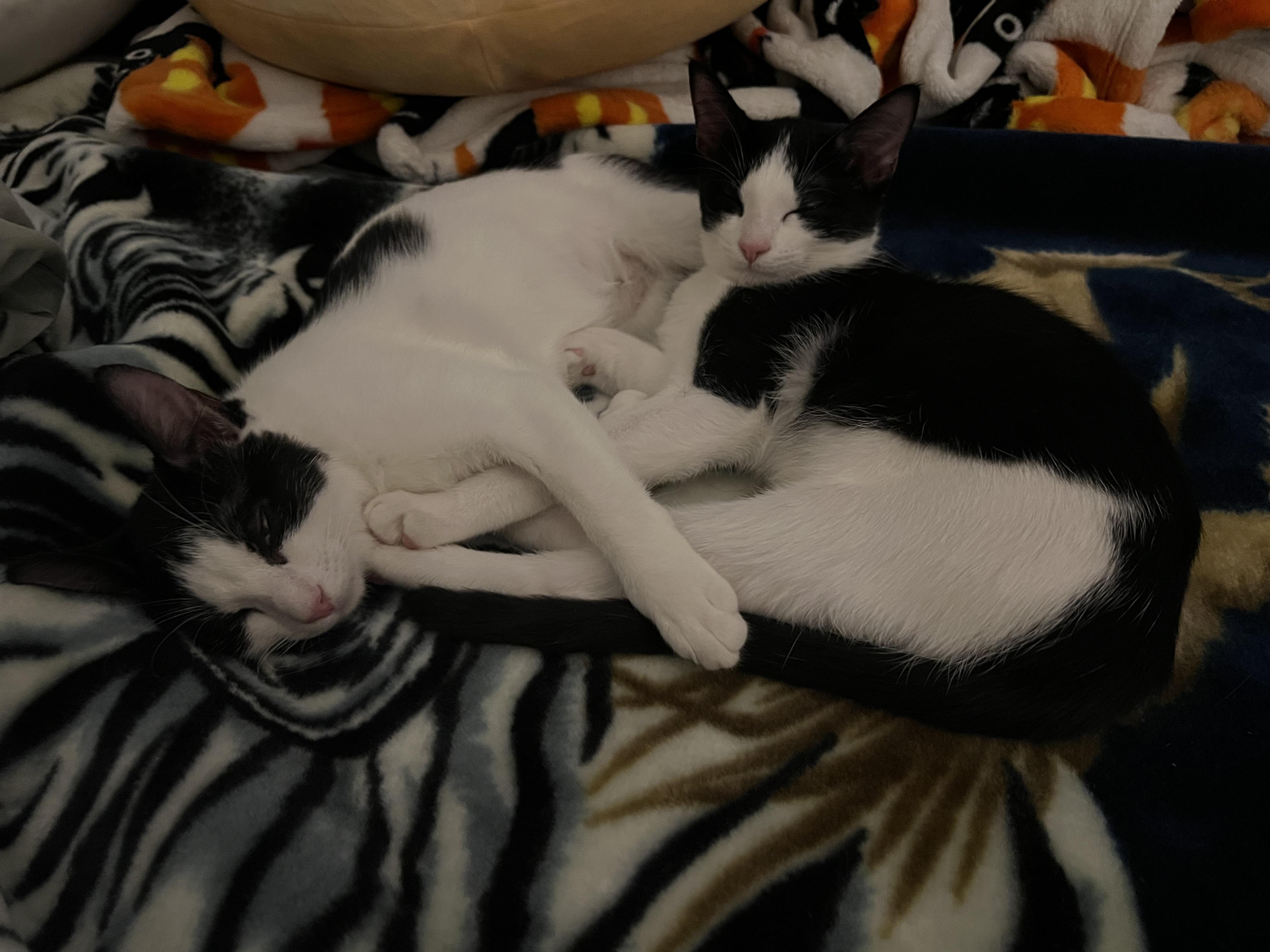 Enlarge Sushi & Wasabi, a Adoptable Domestic Short Hair in Springfield, VA image 3/5