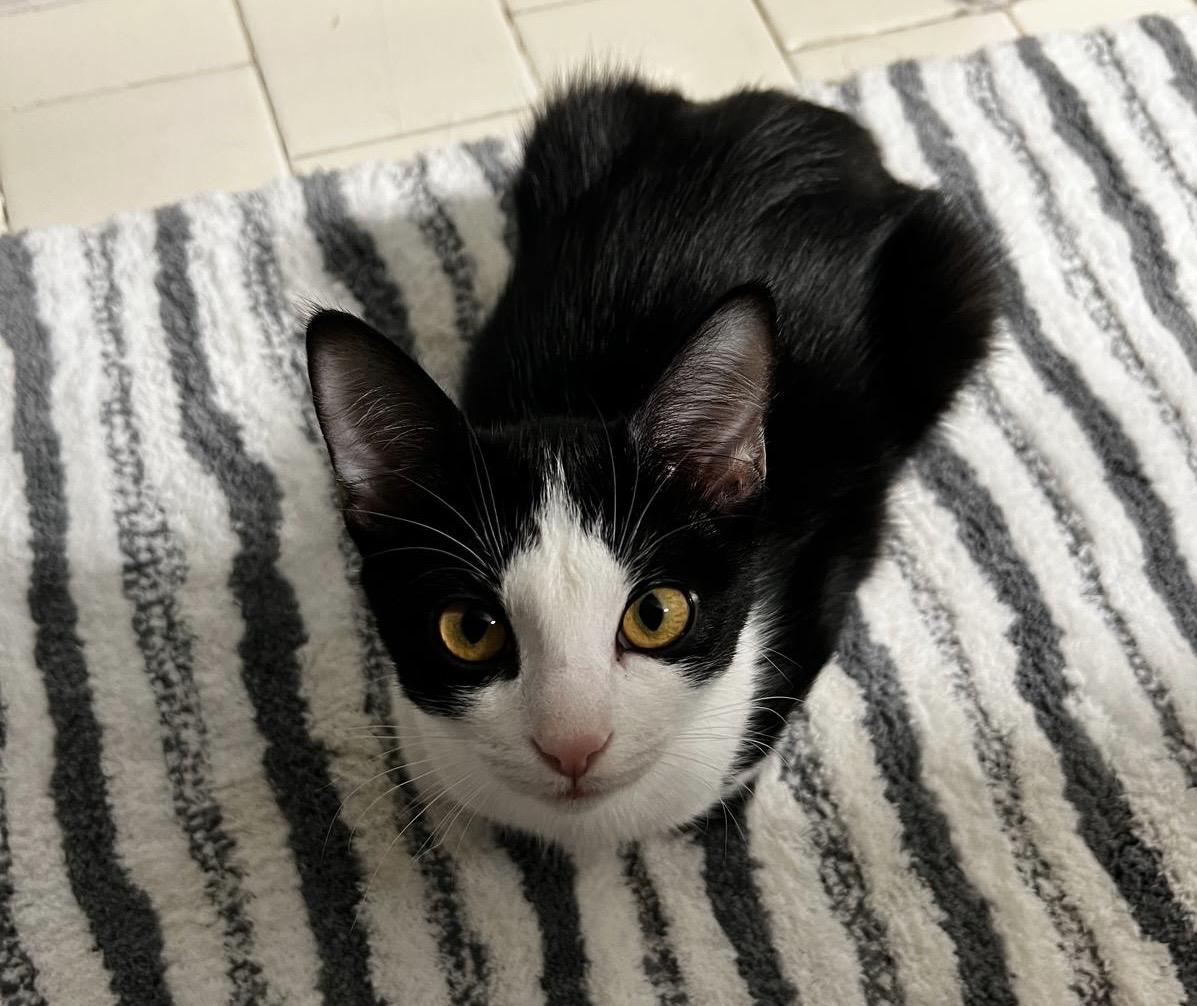 Enlarge Sushi & Wasabi, a Adoptable Domestic Short Hair in Springfield, VA image 2/5