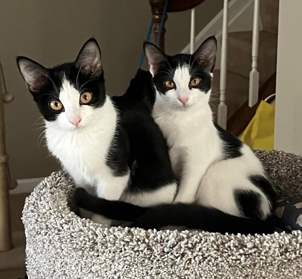 Enlarge Sushi & Wasabi, a Adoptable Domestic Short Hair in Springfield, VA image 1/5