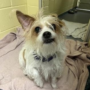Mason, ADOPTABLE, Adult Male Terrier.