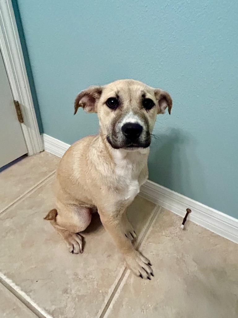Michela, Adoptable, Puppy Female Anatolian Shepherd & Mixed Breed.