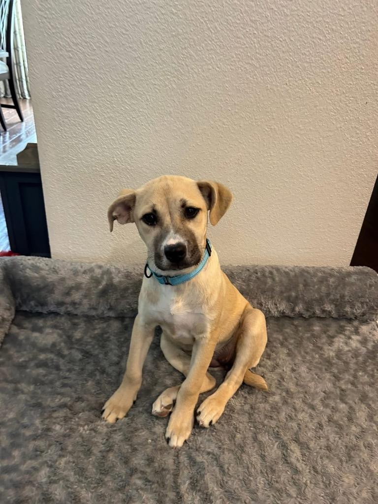 Michela, Adoptable, Puppy Female Anatolian Shepherd & Mixed Breed.