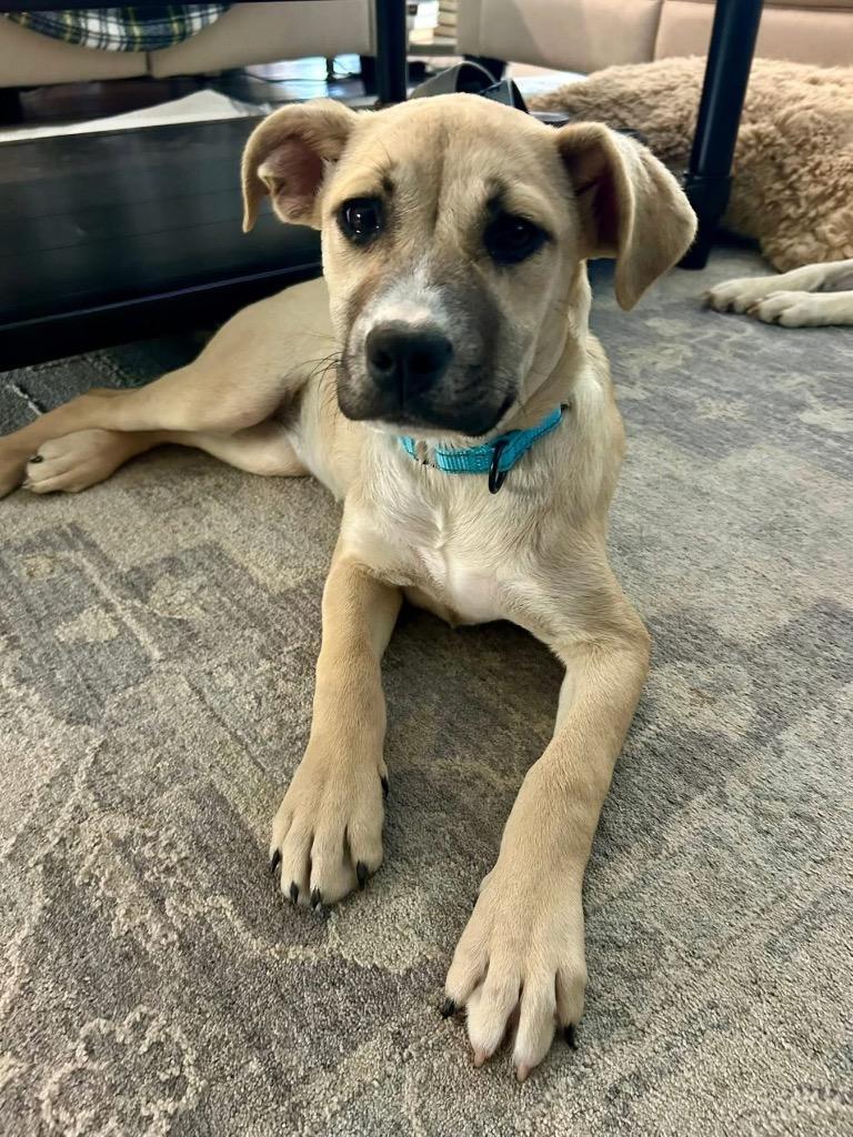 Enlarge Michela, a Adoptable mixed breed in Orlando, FL image 3/5