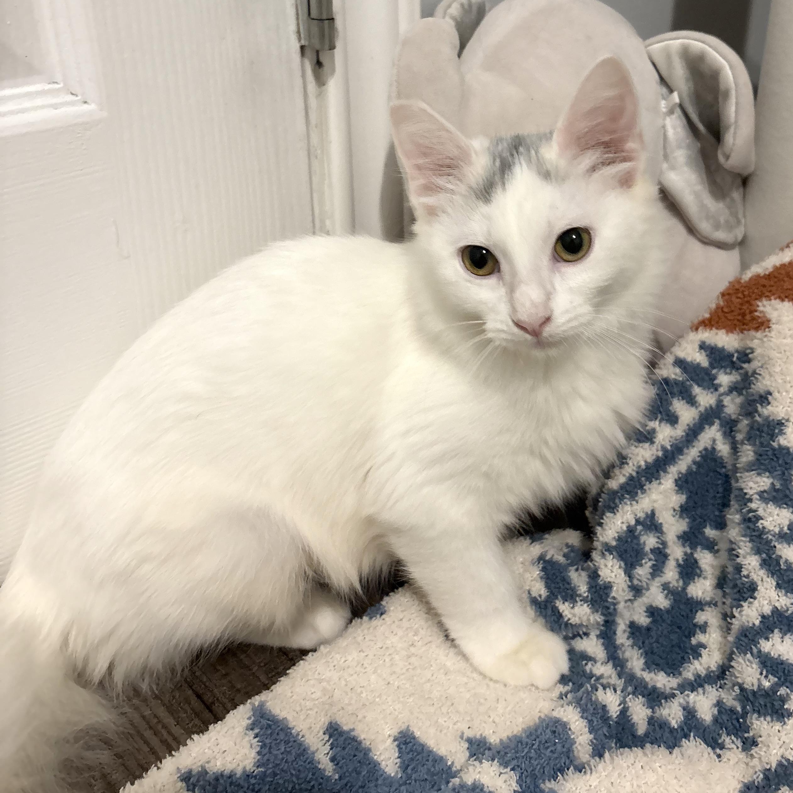 Skylar, Adoptable, Kitten Female Domestic Long Hair.