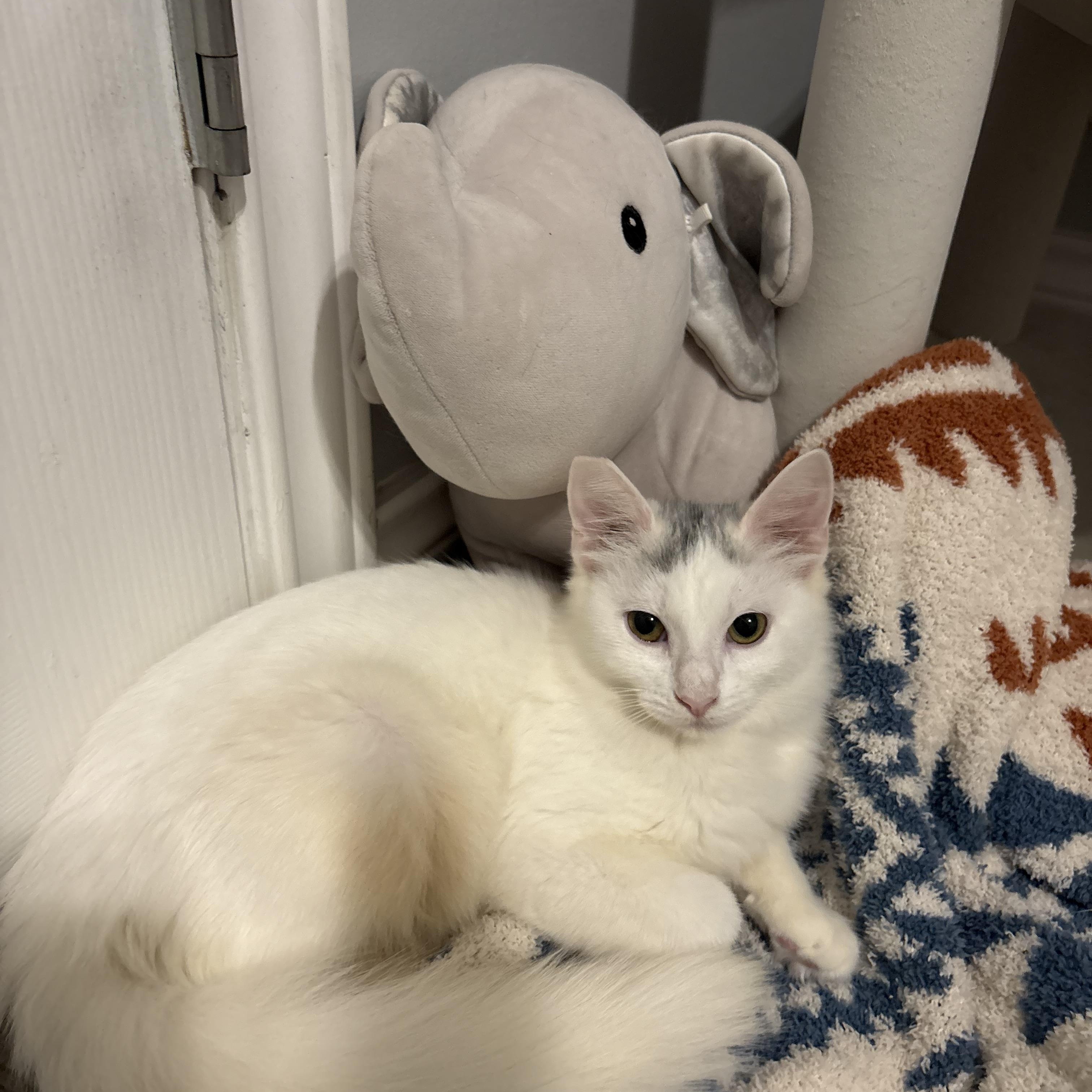 Enlarge Skylar, a Adoptable Domestic Long Hair in Niantic, CT image 4/5