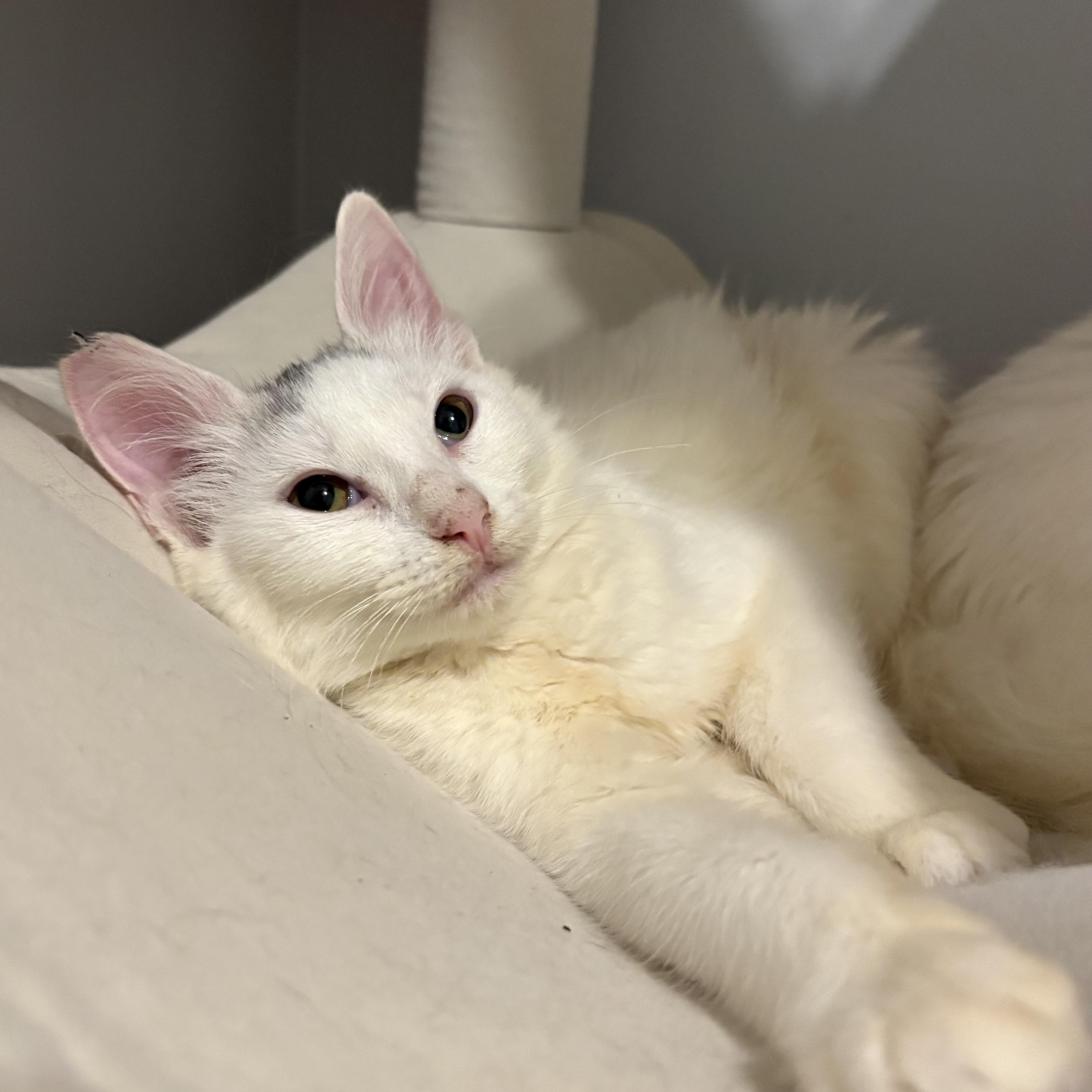 Enlarge Skylar, a Adoptable Domestic Long Hair in Niantic, CT image 5/5