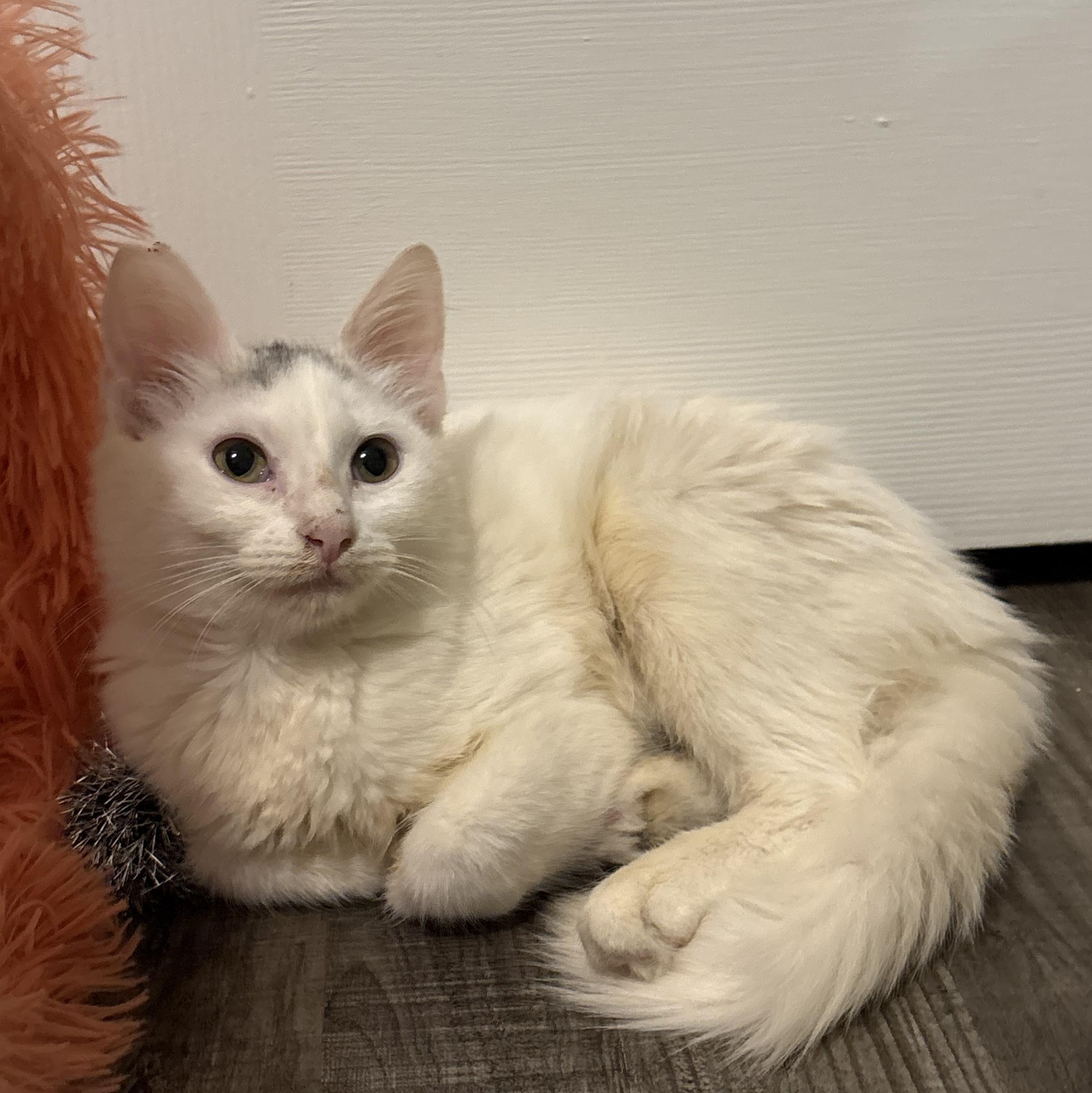 Enlarge Skylar, a Adoptable Domestic Long Hair in Niantic, CT image 2/5
