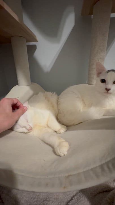 Enlarge Skylar, a Adoptable Domestic Long Hair in Niantic, CT video 3/5