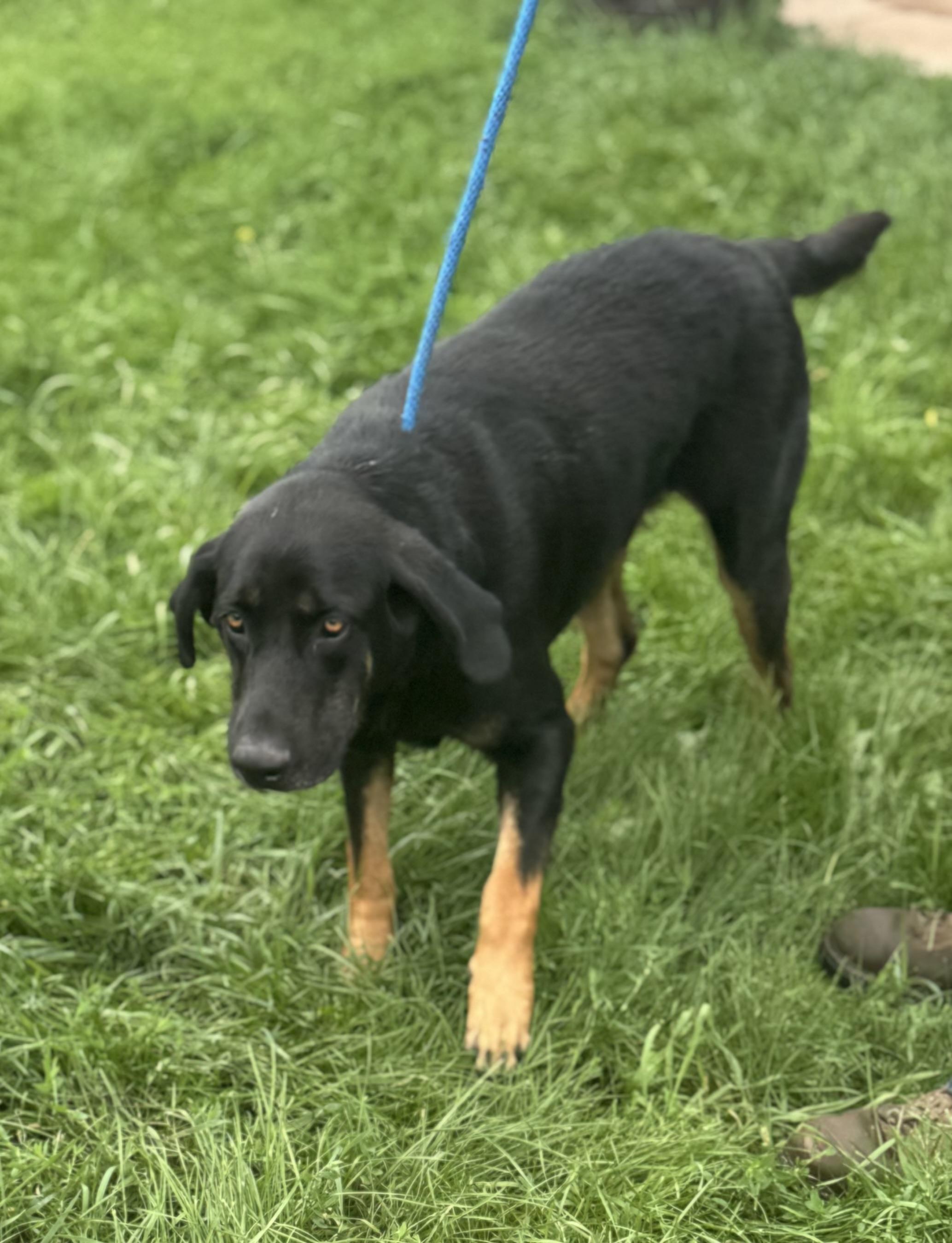 Champ, an adoptable Black and Tan Coonhound, Black Labrador Retriever in Glenwood City, WI, 54013 | Photo Image 1