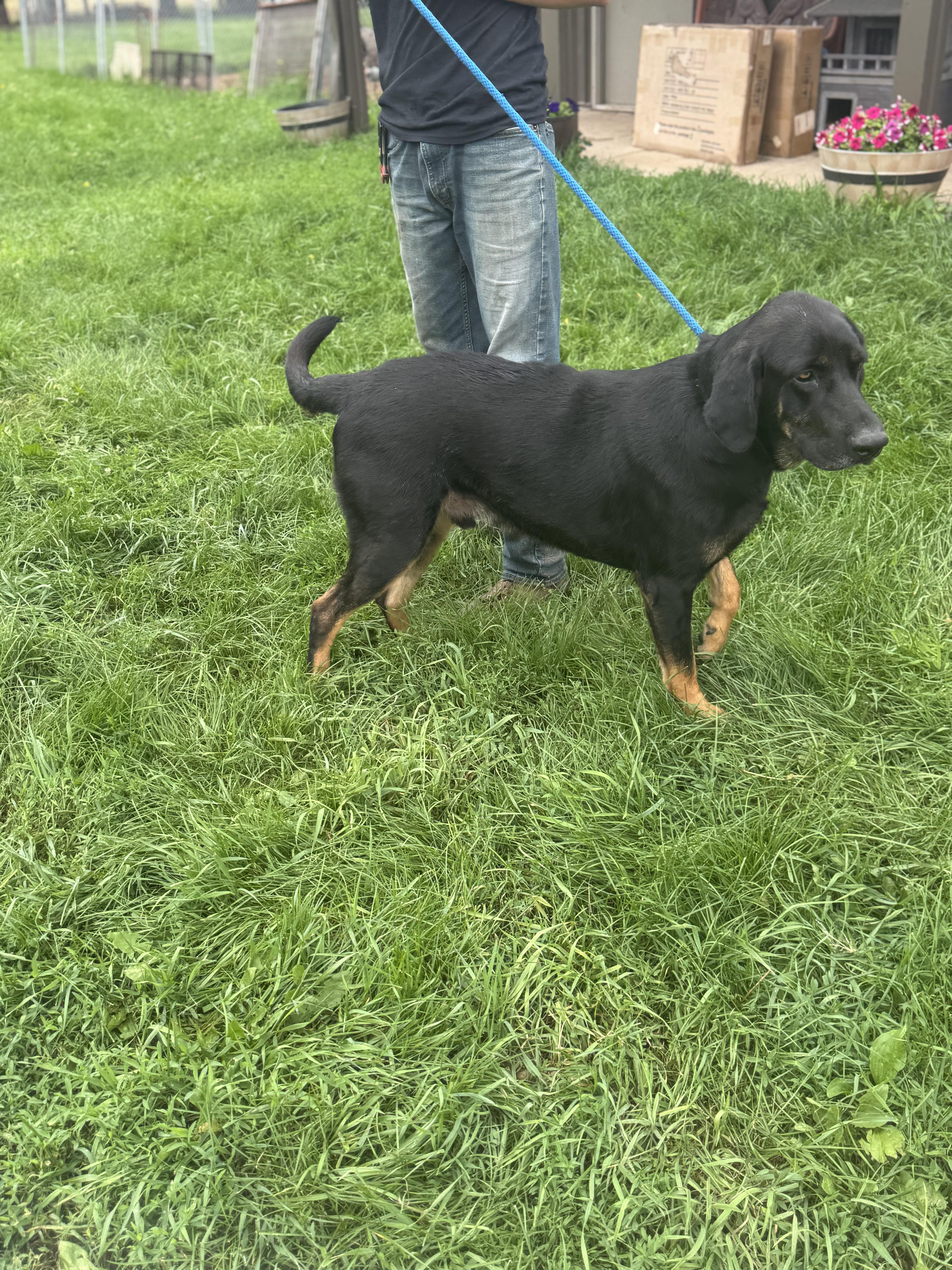Champ, Adoptable, Adult Male Black and Tan Coonhound & Black Labrador Retriever.