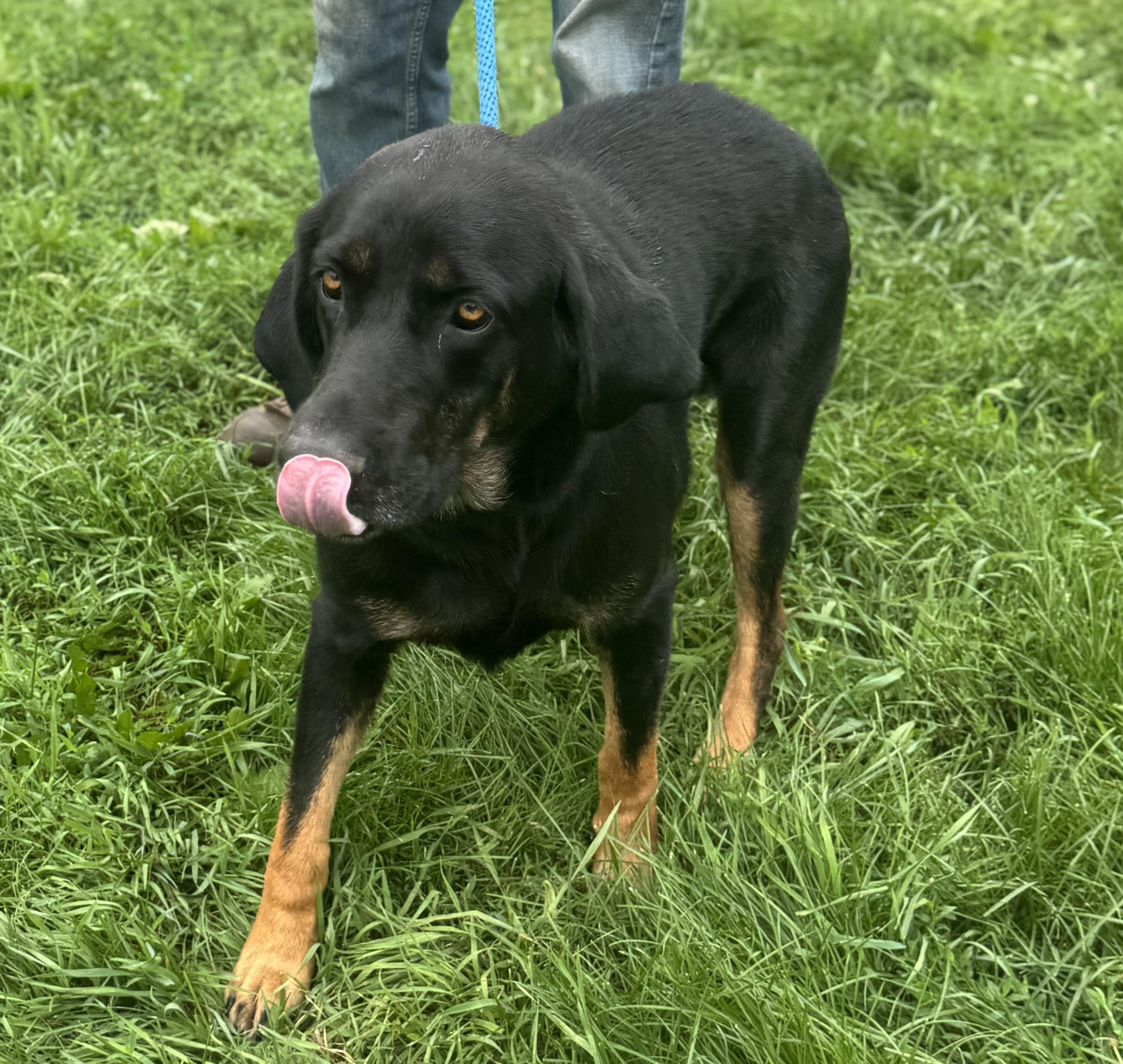 Champ, an adoptable Black and Tan Coonhound, Black Labrador Retriever in Glenwood City, WI, 54013 | Photo Image 2