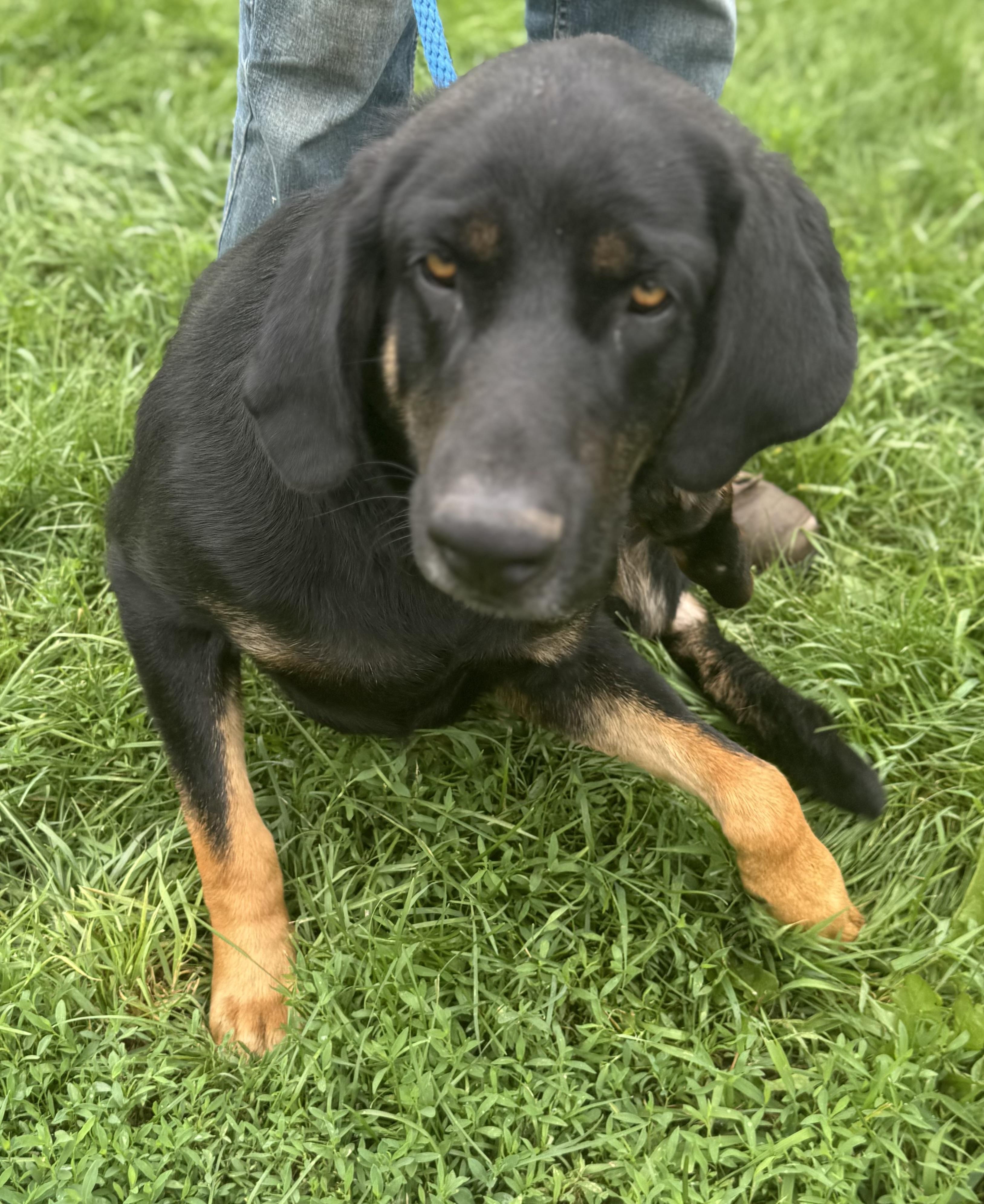 Champ, an adoptable Black and Tan Coonhound, Black Labrador Retriever in Glenwood City, WI, 54013 | Photo Image 4