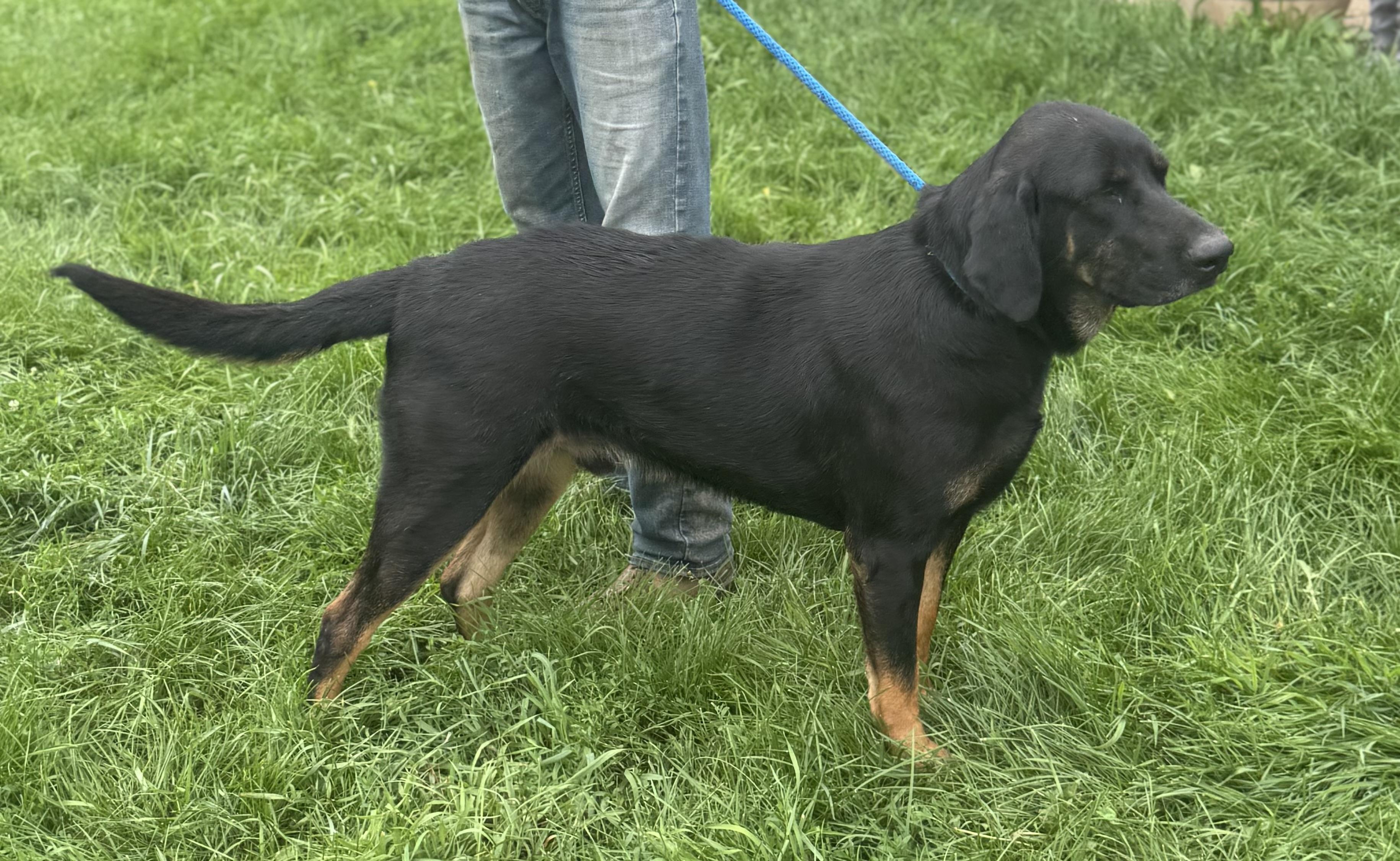 Champ, an adoptable Black and Tan Coonhound, Black Labrador Retriever in Glenwood City, WI, 54013 | Photo Image 3