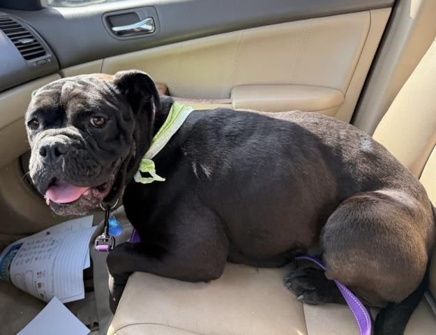 Enlarge Kuromi -- LONGTIME RESIDENT!, a ADOPTABLE American Bulldog in Thousand Oaks, CA image 1/2