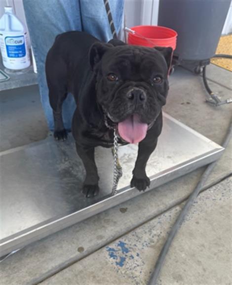 Kuromi -- URGENT! LONGTIME RESIDENT!, ADOPTABLE, Adult Female American Bulldog.