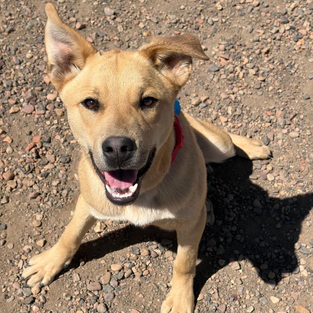 Darrow, Adoptable, Young Male Shepherd.