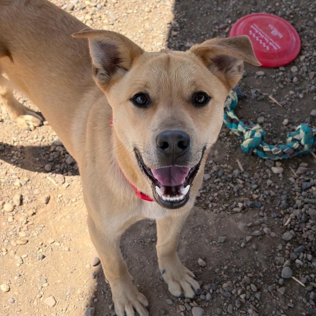Enlarge Darrow, a Adoptable Shepherd in Show Low, AZ image 2/6
