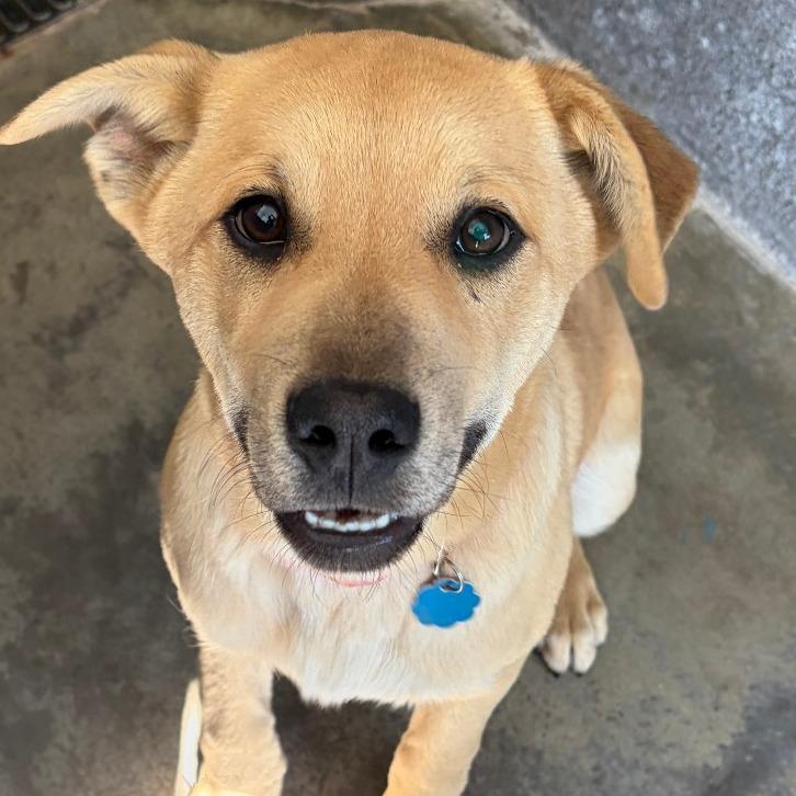 Enlarge Darrow, a Adoptable Shepherd in Show Low, AZ image 3/6