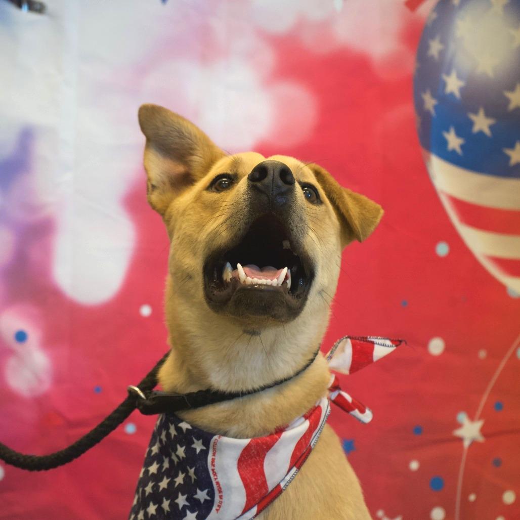 Enlarge Darrow, a Adoptable Shepherd in Show Low, AZ image 4/6