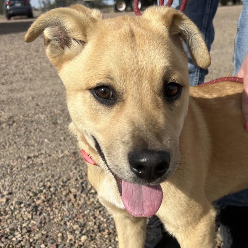 Darrow, Adoptable, Puppy Male Mixed Breed.