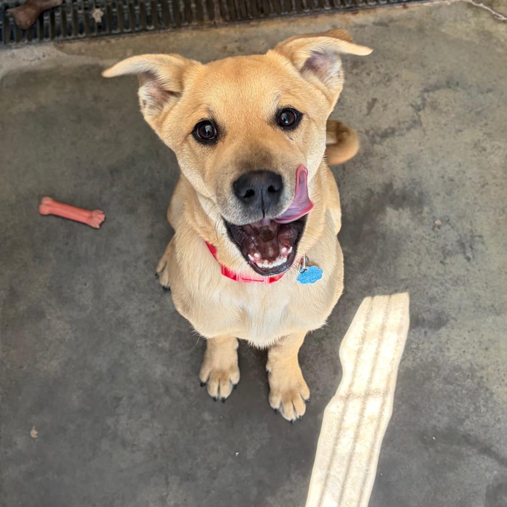 Darrow, a Adoptable Mixed Breed in Show Low, AZ image 2/3