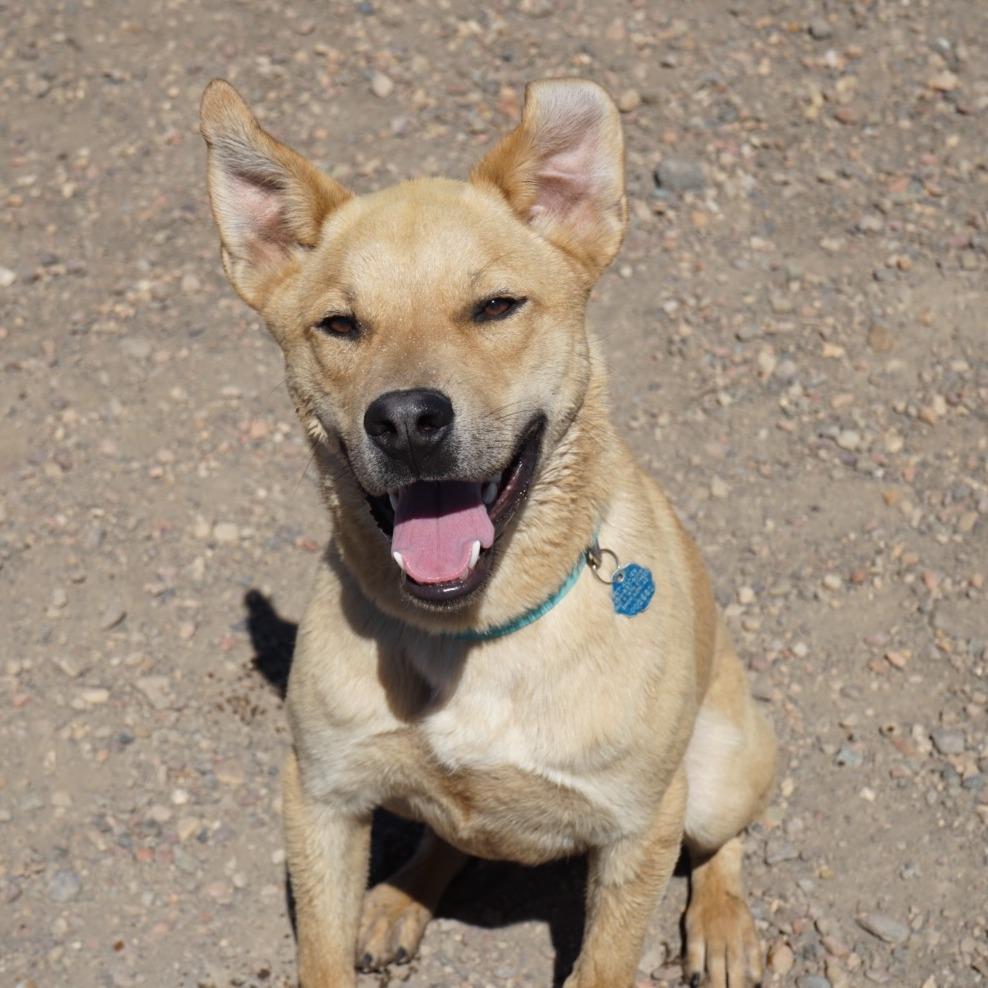 Enlarge Darrow, a Adoptable Shepherd in Show Low, AZ image 5/6