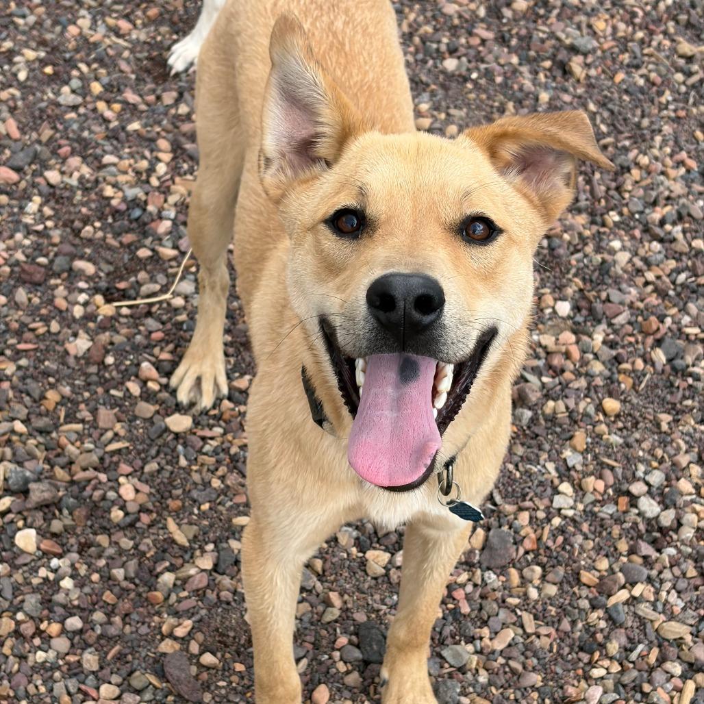 Enlarge Darrow, a Adoptable Shepherd in Show Low, AZ image 6/6