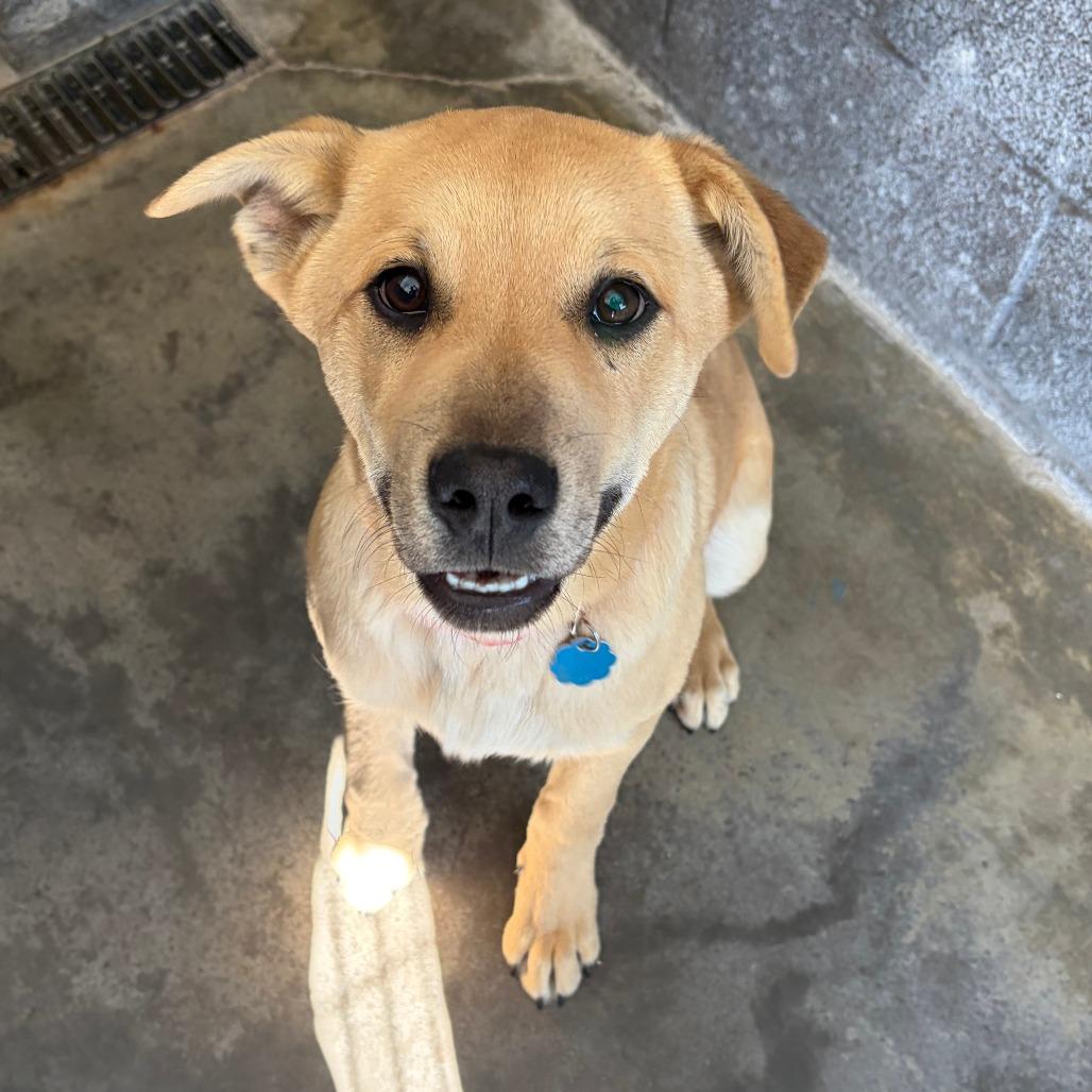 Darrow, a Adoptable Mixed Breed in Show Low, AZ image 3/3