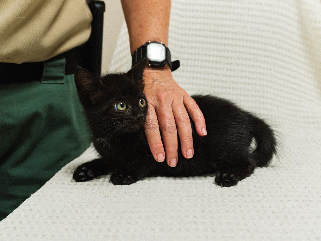 Alexandria Kitten 7(Solo), Adoptable, Kitten Male Domestic Short Hair.