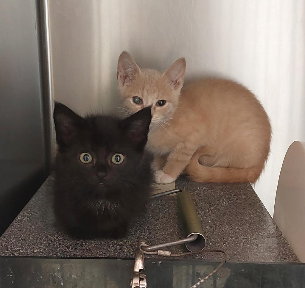 Enlarge Alexandria Kitten 7(Solo), a Adoptable mixed breed in Mocksville, NC image 2/5