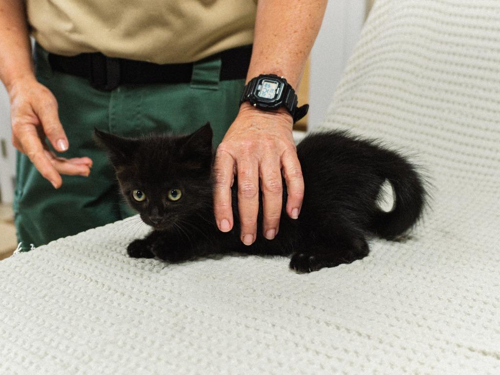 Enlarge Alexandria Kitten 7(Solo), a Adoptable mixed breed in Mocksville, NC image 3/5