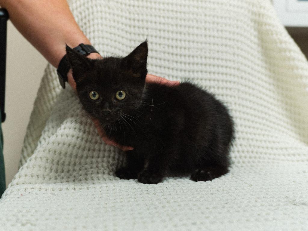Enlarge Alexandria Kitten 7(Solo), a Adoptable mixed breed in Mocksville, NC image 4/5