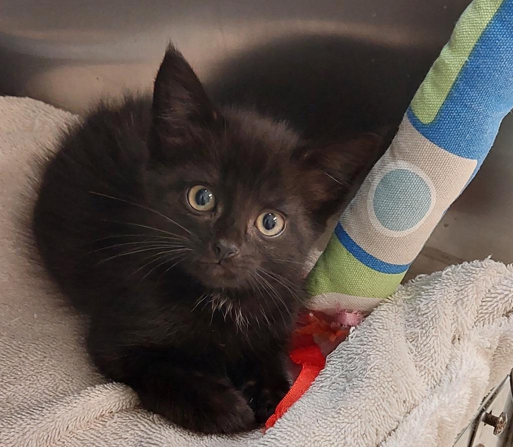 Enlarge Alexandria Kitten 7(Solo), a Adoptable mixed breed in Mocksville, NC image 5/5