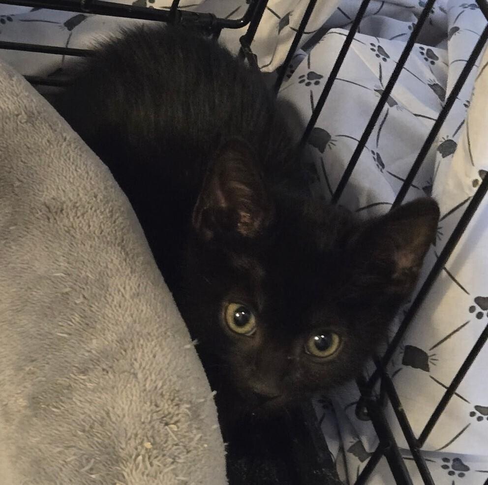 Enlarge Riley LA, a Adoptable Domestic Short Hair in Greenville, SC image 1/4