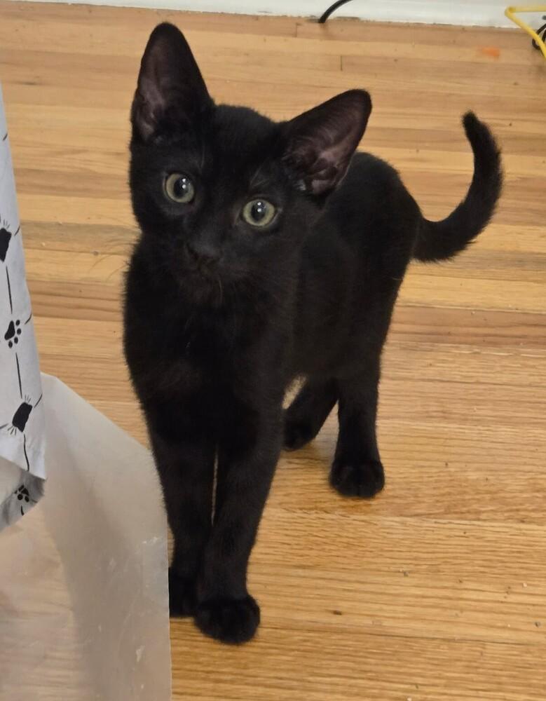 Enlarge Riley LA, a Adoptable Domestic Short Hair in Greenville, SC image 2/4