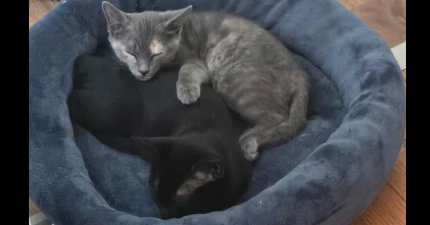 Enlarge Riley LA, a Adoptable Domestic Short Hair in Greenville, SC image 3/4